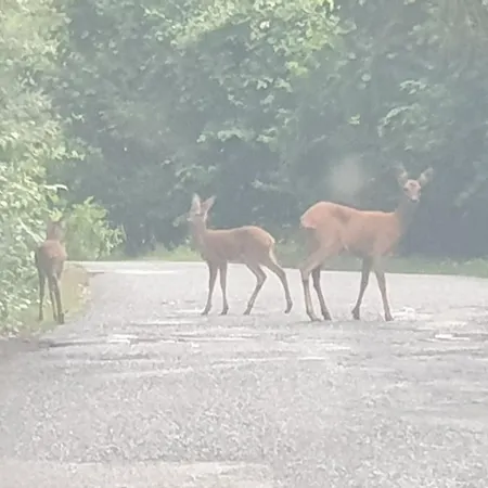 Luessishausen Im Luesserttal Auf Mehr Als 140m2 Vakantiehuis Feilbingert