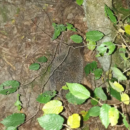 Luessishausen Im Luesserttal Auf Mehr Als 140m2 Holiday home *