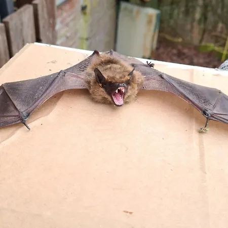 Luessishausen Im Luesserttal Mit 140M2 Und Glasfaser-Dsl *