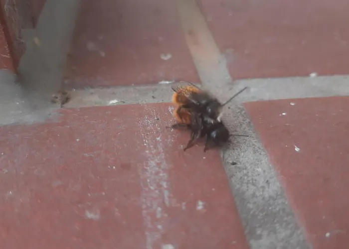 Luessishausen Im Luesserttal Mit 140M2 Und Glasfaser-Dsl Feriehus *