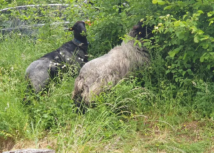 Feriehus Luessishausen Im Luesserttal Mit 140M2 Und Glasfaser-Dsl Feilbingert
