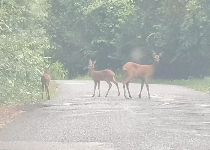 Luessishausen Im Luesserttal Mit 140M2 Und Glasfaser-Dsl בית נופש Feilbingert
