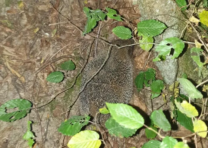 Luessishausen Im Luesserttal Mit 140M2 Und Glasfaser-Dsl בית נופש *