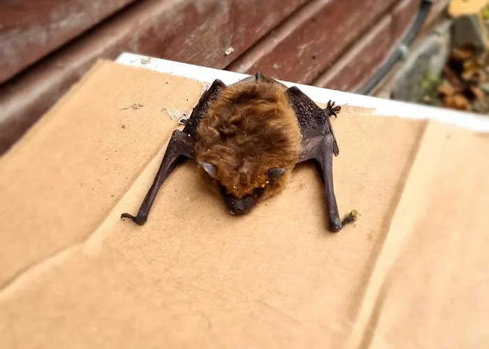 Luessishausen Im Luesserttal Mit 140M2 Und Glasfaser-Dsl Feilbingert